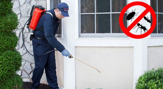 Yapraklı Karınca İlaçlama böcek ilaçlama ve haşere kontrolü — ilaclama-tr.com